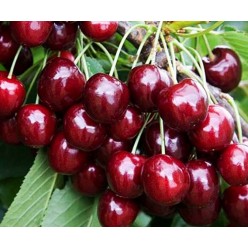 Черешня Regina (саженец ЗКС) Сербия